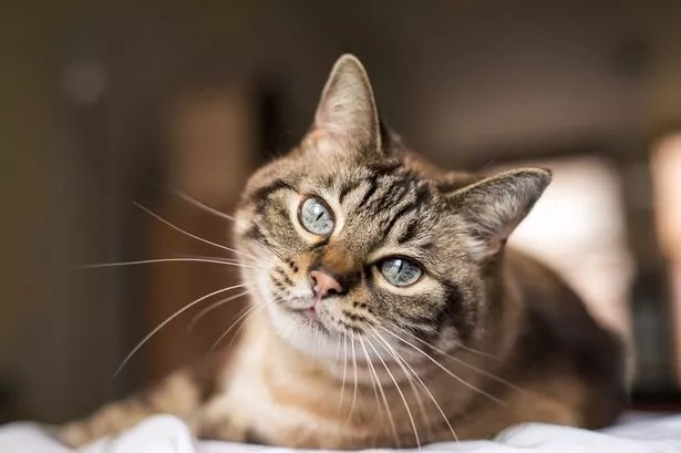 Multas severas para dueños de gatos en Inglaterra